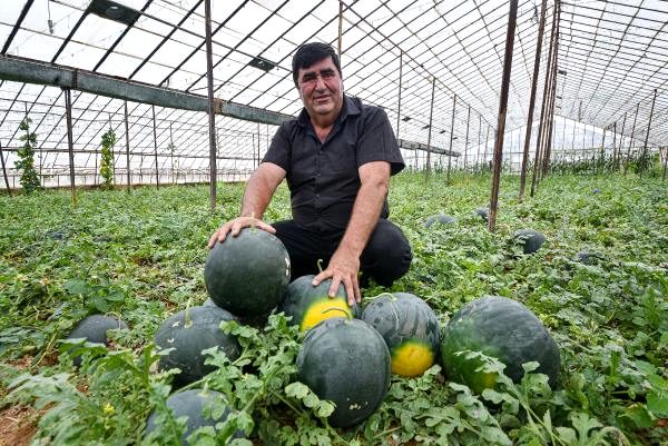 Antalyalı çiftçinin ürettiği kekik aromalı karpuzlara talep yağıyor