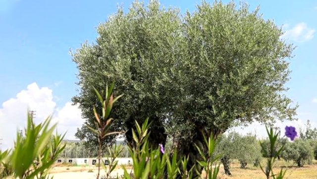 Asırlık zeytin ağaçlarının meyvesi, açık artırmayla satılacak