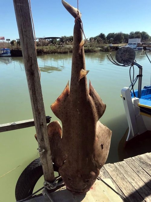 Avlanması kesinlikle yasak olan Keler (Melek) Balığı Antalya’da balıkçının ağlarına takıldı.