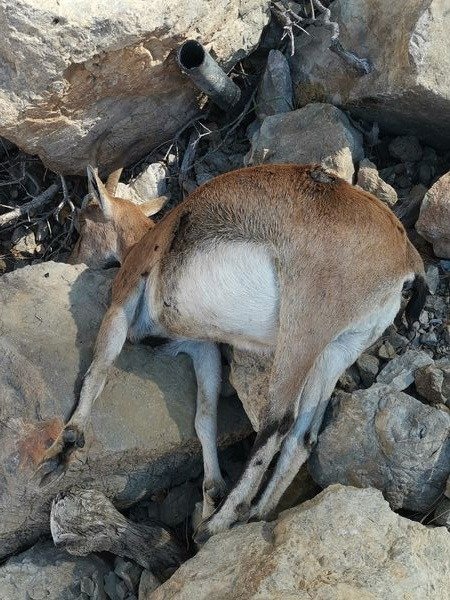 Avlanması yasak olan yaban keçisi hamileyken domuz kurşunu ile vurularak öldürüldü