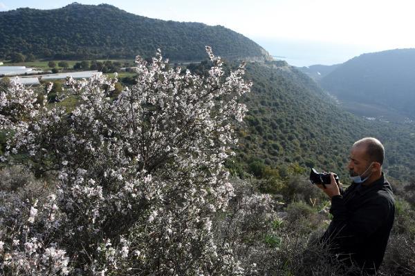 Azgan ağaçları, kış ortasında çiçek açtı