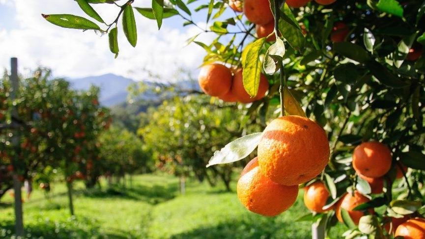 Bakanlık ihracatı kısıtladı, çiftçi bir darbe daha yedi