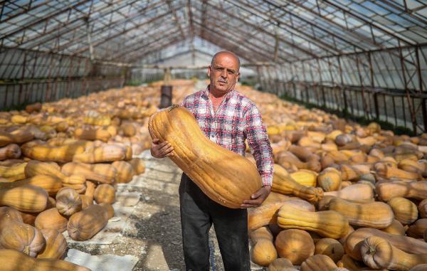 Bal kabağı hasadı tamamladı