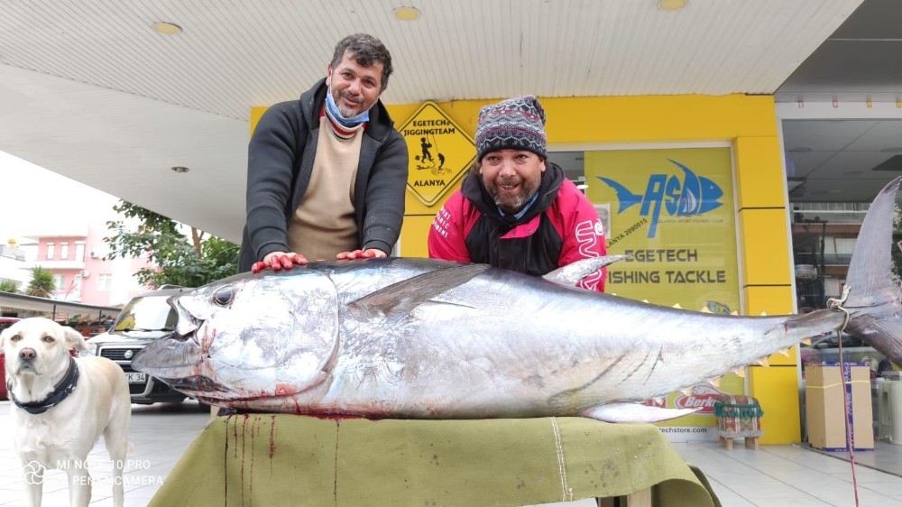 Balıkçının oltasına 1 metre 73 santimetre boyunda, 85 kilogramlık orkinos balığı takıldı.
