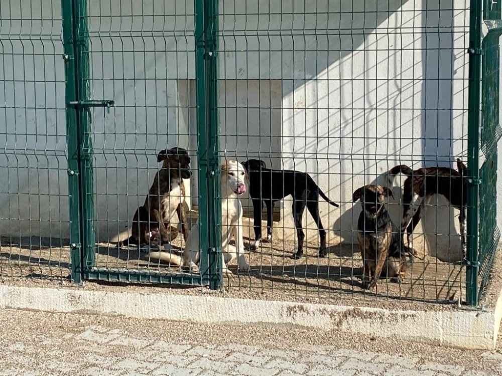 Başıboş köpeklerin Aksu’ya bırakıldığı iddiası