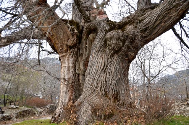Bin 100 yıllık tescilli kestane ağacı tarihe tanıklık ediyor