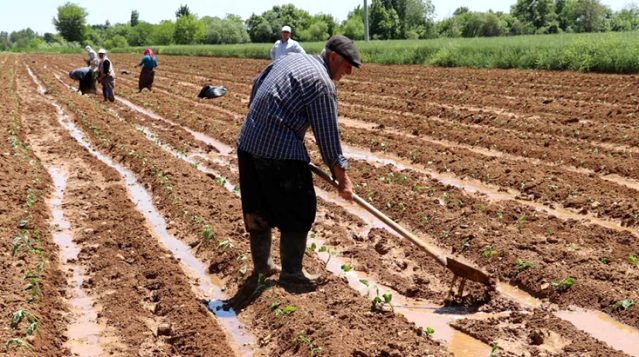 Binlerce çiftçinin beklediği haber geldi! Başvuru süresi 1 Eylül'e kadar uzadı