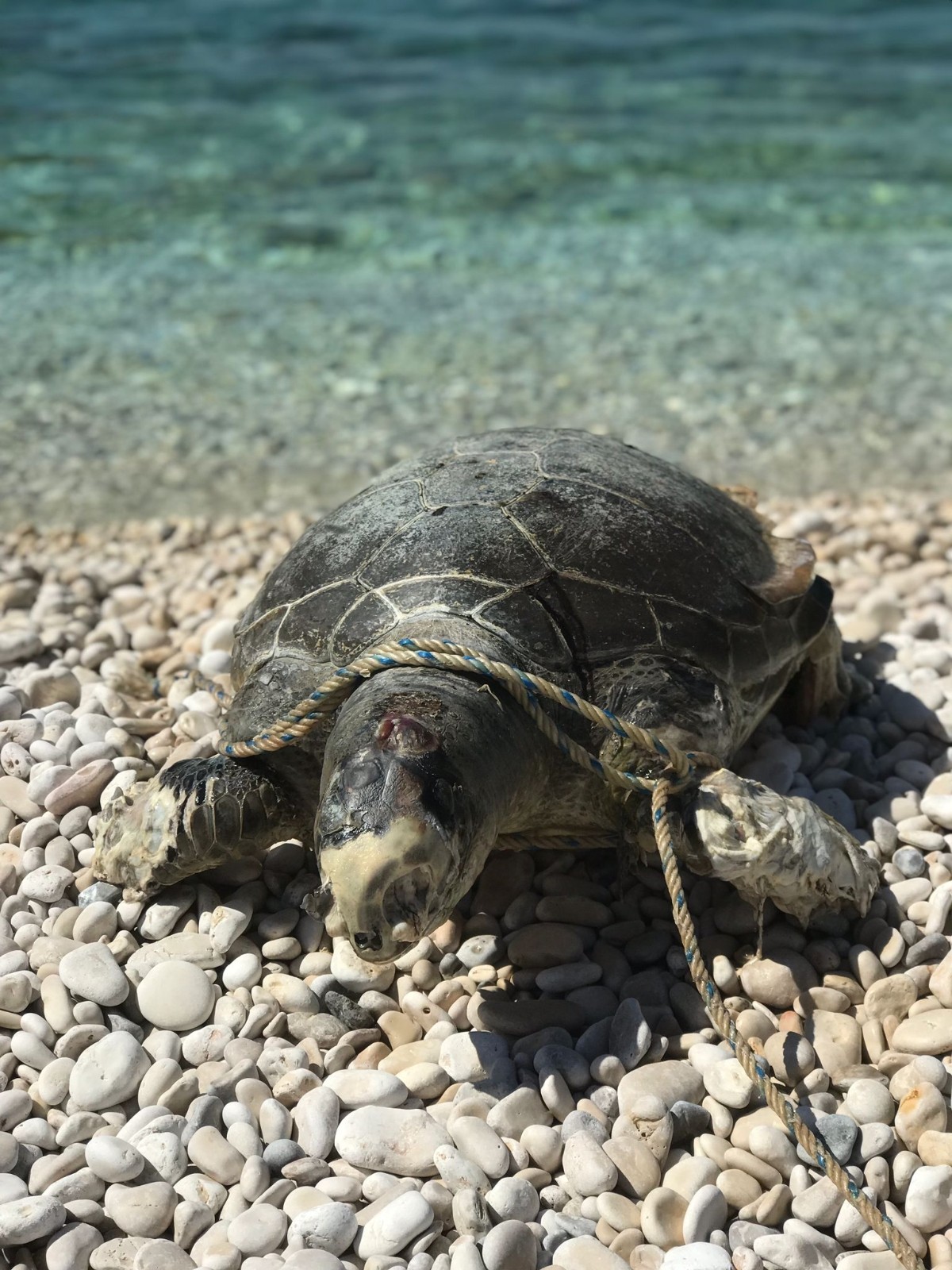 Boynuna halat dolanan caretta caretta telef oldu