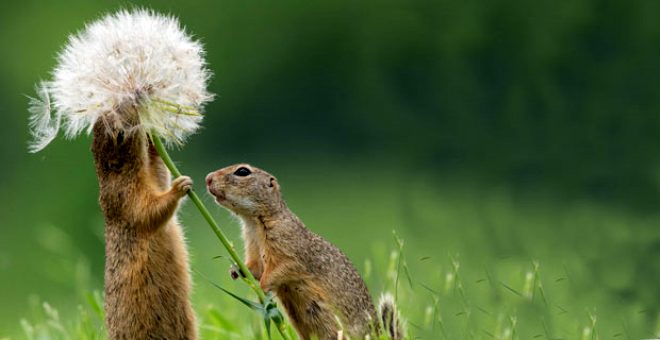 Bu fotoğrafı çekmek için 3 gün bekledi ama değdi