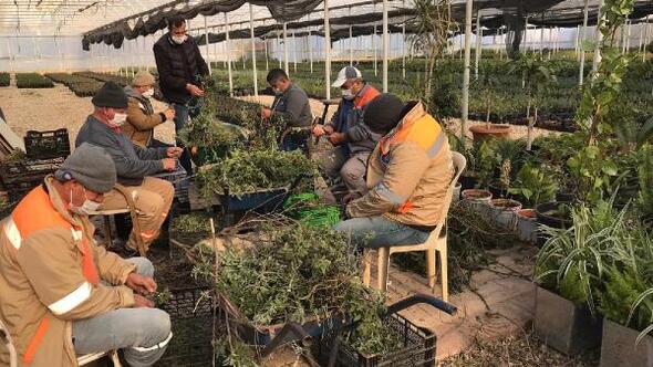 Büyükşehir Belediyesi, çiftçiyi tıbbi aromatik bitki üretimine teşvik etmek amacıyla adaçayı fidesi üretimine başladı