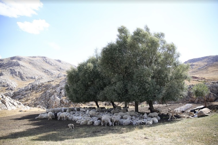 BÜYÜKŞEHİR BELEDİYESİ HAYVAN ÜRETİCİLERİNİN DE YANINDA