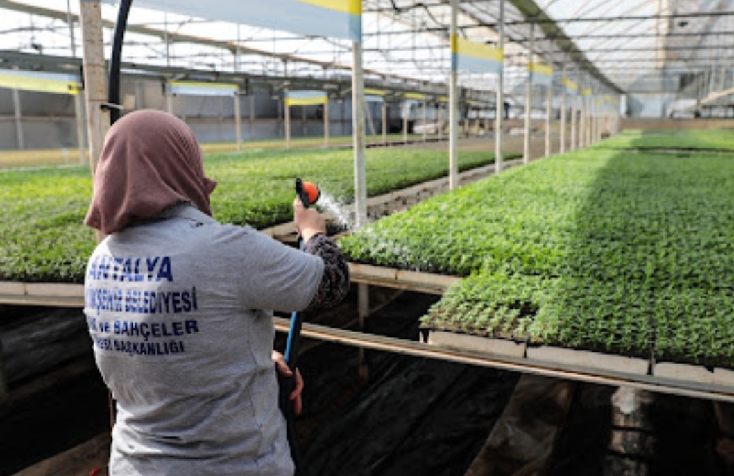 Büyükşehir Belediyesi kendi ürettiği çiçek ve  bitkilerle yıllık 22 milyon lira tasarruf ediyor