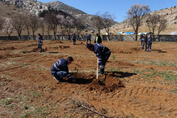 Büyükşehir Belediyesi mezarlıkları ağaçlandırıyor