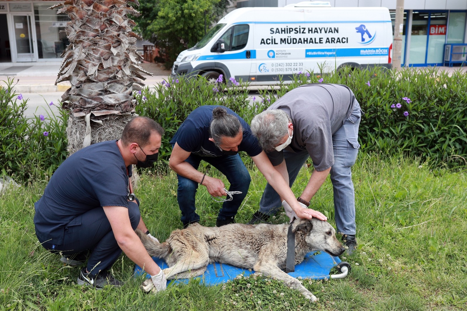 Büyükşehir Belediyesi, tam donanımlı hayvan ambulansı ile 7/24  hayvanlarının imdadına koşuyor