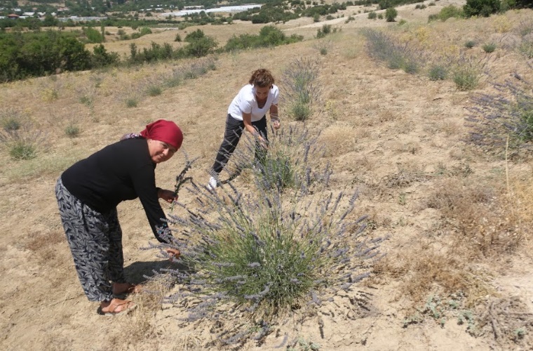 BÜYÜKŞEHİR ÇORAK TOPRAKLARI LAVANTA İLE BULUŞTURDU