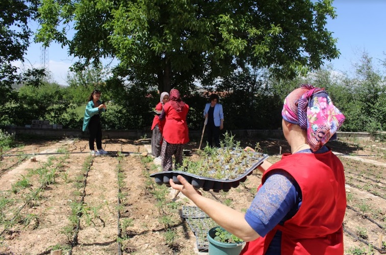 BÜYÜKŞEHİR’DEN KORKOOP’LU KADINLARA FİDE DESTEĞİ