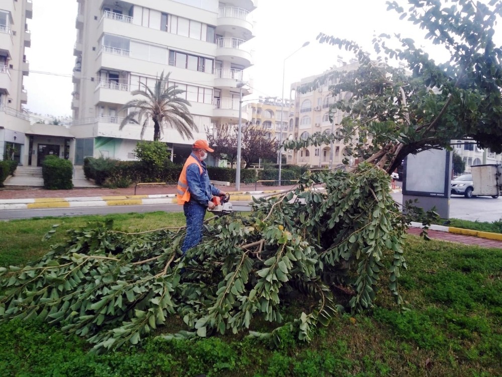 Büyükşehir fırtınadan devrilen ağaçlara müdahale etti
