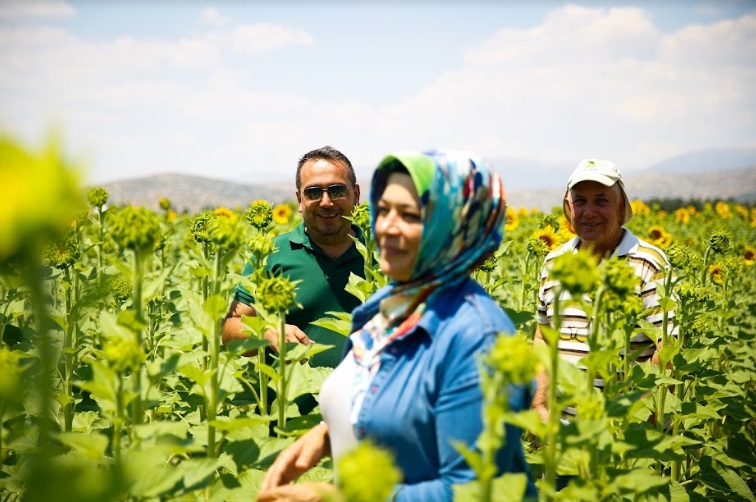 BÜYÜKŞEHİR’İN VERDİĞİ AYÇİÇEK TOHUMLARI ÇİÇEK AÇTI