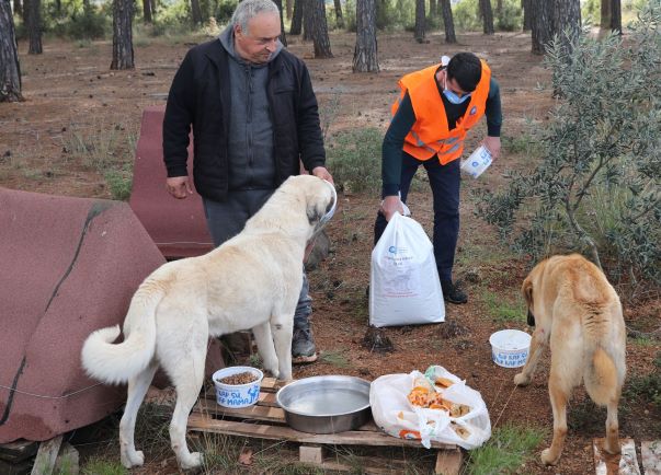 Büyükşehir ormanlık alanda bulunan hayvanları besledi