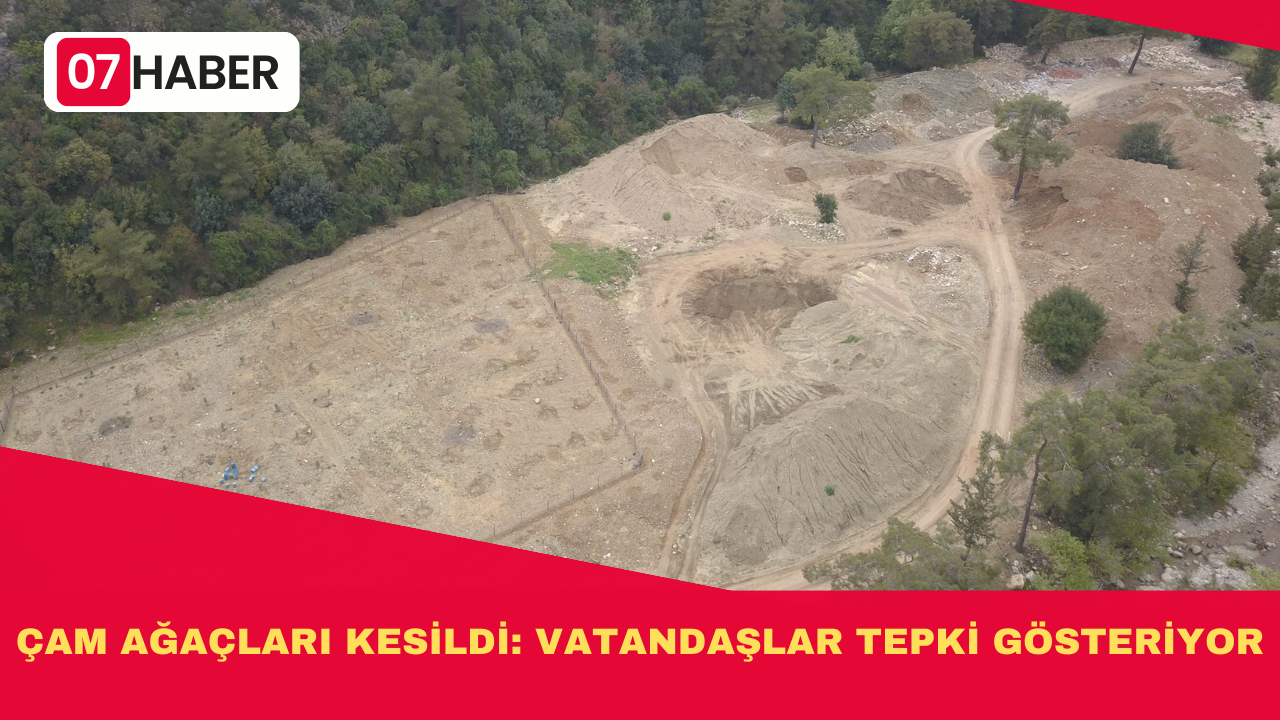 ÇAM AĞAÇLARI KESİLDİ: VATANDAŞLAR TEPKİ GÖSTERİYOR