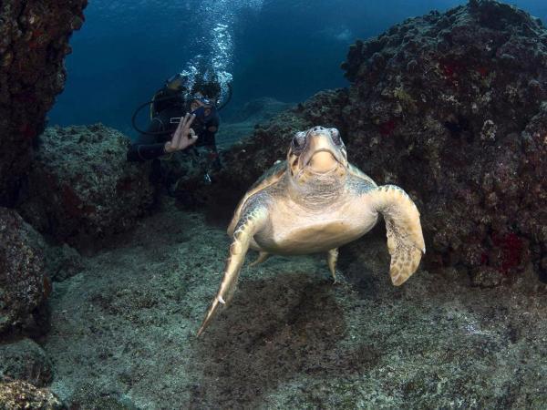 Caretta carettanın ilkbahar dansı