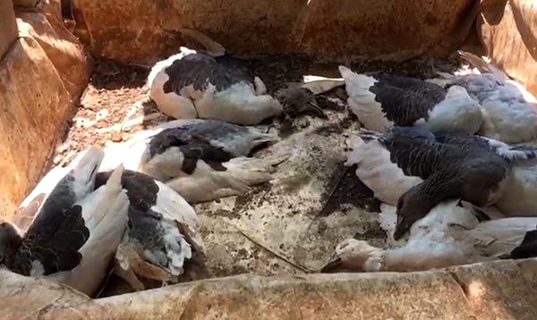 Çiftlik kredisi çekmek için aldığı kaz ve tavuklar, açlık ve susuzluktan dolayı öldü