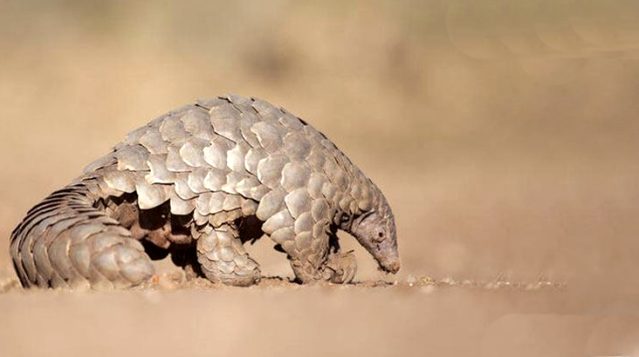 Çin'den koronavirüsün kaynağı olarak gösterilen pangolinler için dikkat çeken karar! 