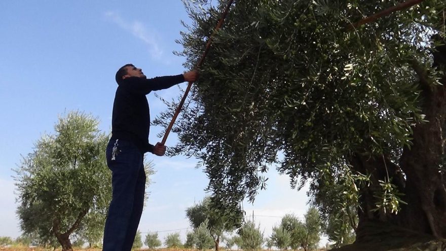 Corana, zeytin hasadını vurdu