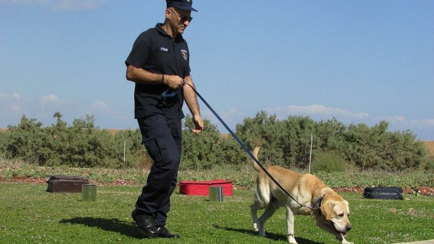 Corona virüsünü köpekler bulacak