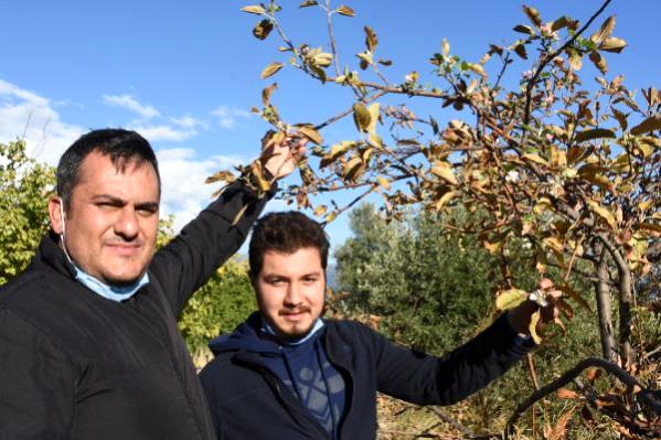 Demre'de ağaçlar şaşırdı, sonbaharda çiçek açtı