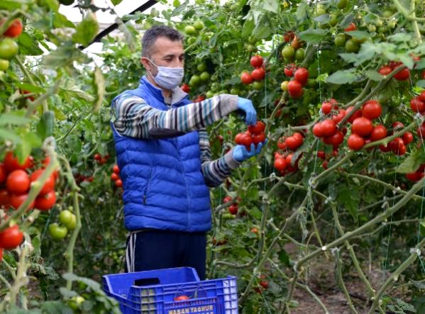 Demreli çiftçi üretmeye devam ediyor