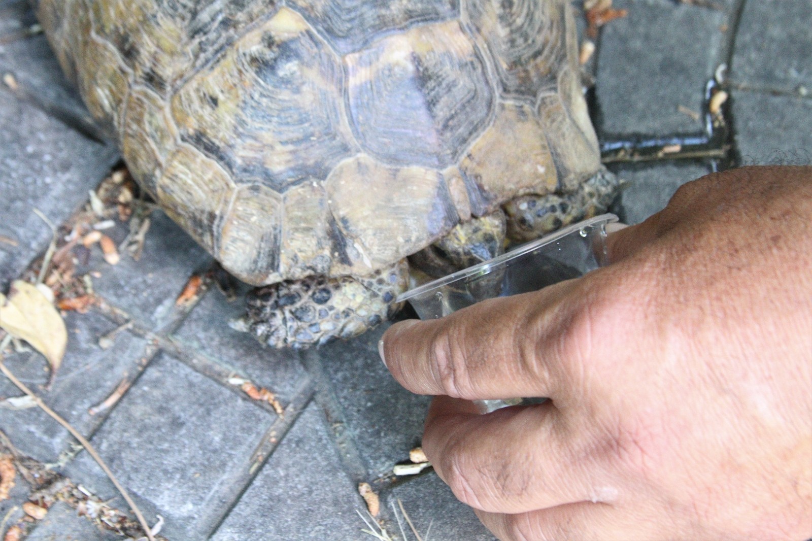 Denetim noktasındaki kaplumbağaya polis memuru şefkat elini uzattı