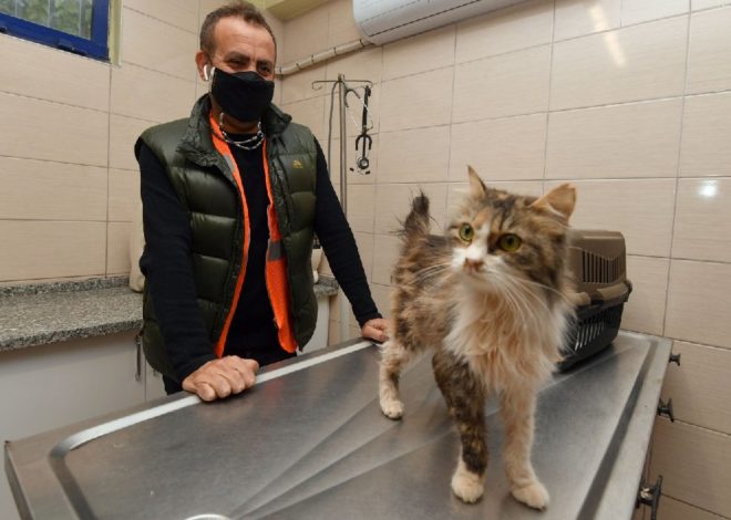 Depremzede kediyi Haluk Levent sahiplendi