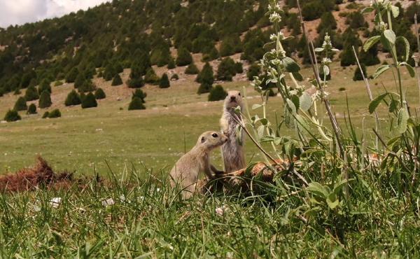 DOĞA Koruma ve Milli Parklar fotokapan yöntemiyle elde ettiği yaban hayvanlarına ait görüntülerden derleme yapıldı.