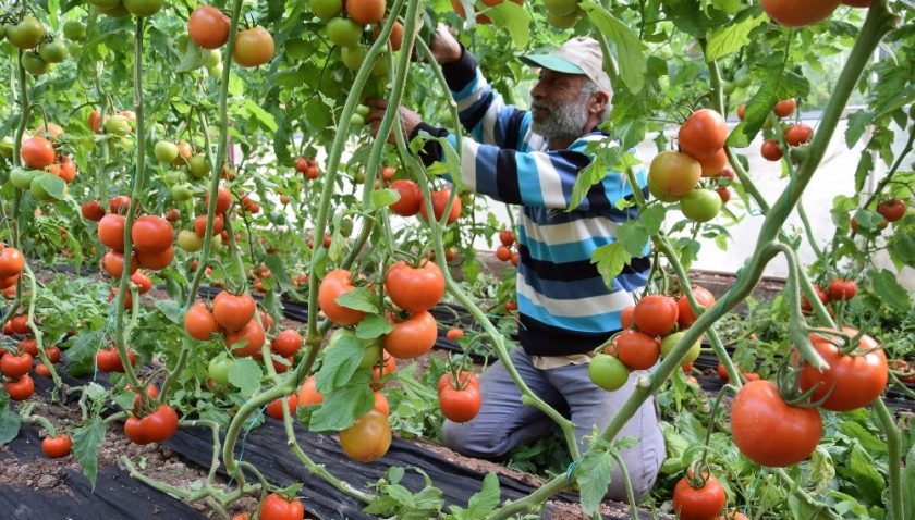 Domates fiyatında düşüş, meyvede rekor artış yaşanıyor