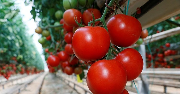 Domates ihracatçısı Rusya pazarı için kotanın artırılmasını bekliyor