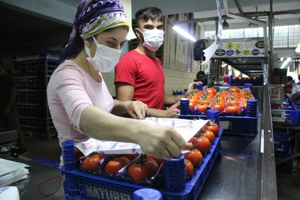 Domateste fiyat endeksi yüzde 26.25 azaldı