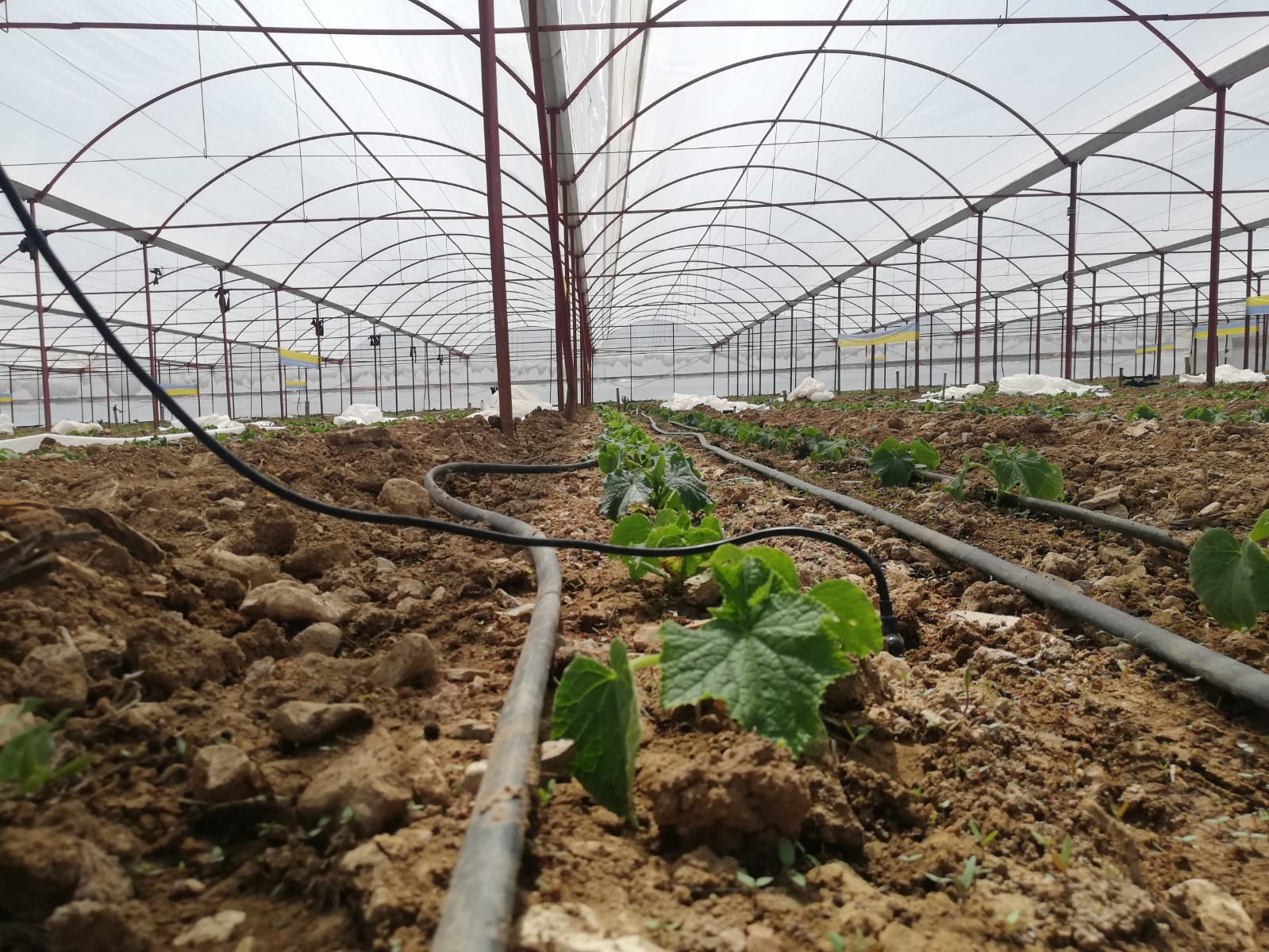 Elmalı'daki seralarda Dijital Tarımsal Takip Amaçlı Kablosuz Uzaktan İzleme Sitemi faaliyete geçirildi