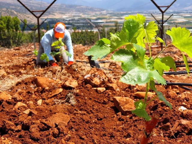 Elmalı MYO'dan sofralık üzüm yetiştiriciliğine katkı