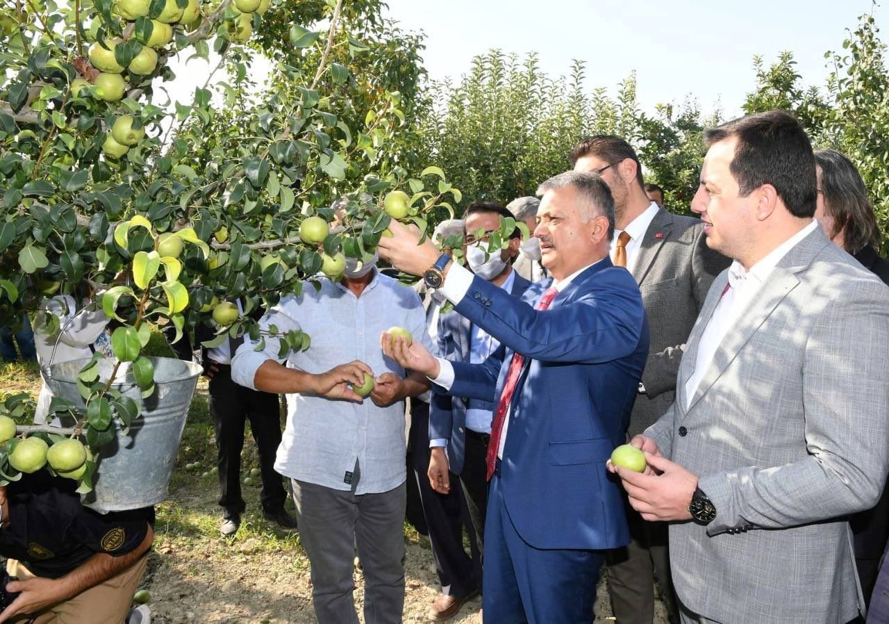 Ersin Yazıcı Antalya’nın Korkuteli ilçesinde yetiştirilen karyağdı armudunun hasadını gerçekleştirdi