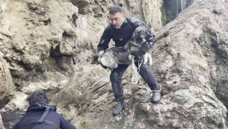 Falezlerdeki kayalık alanda mahsur kalan köpeği deniz polisi kurtardı
