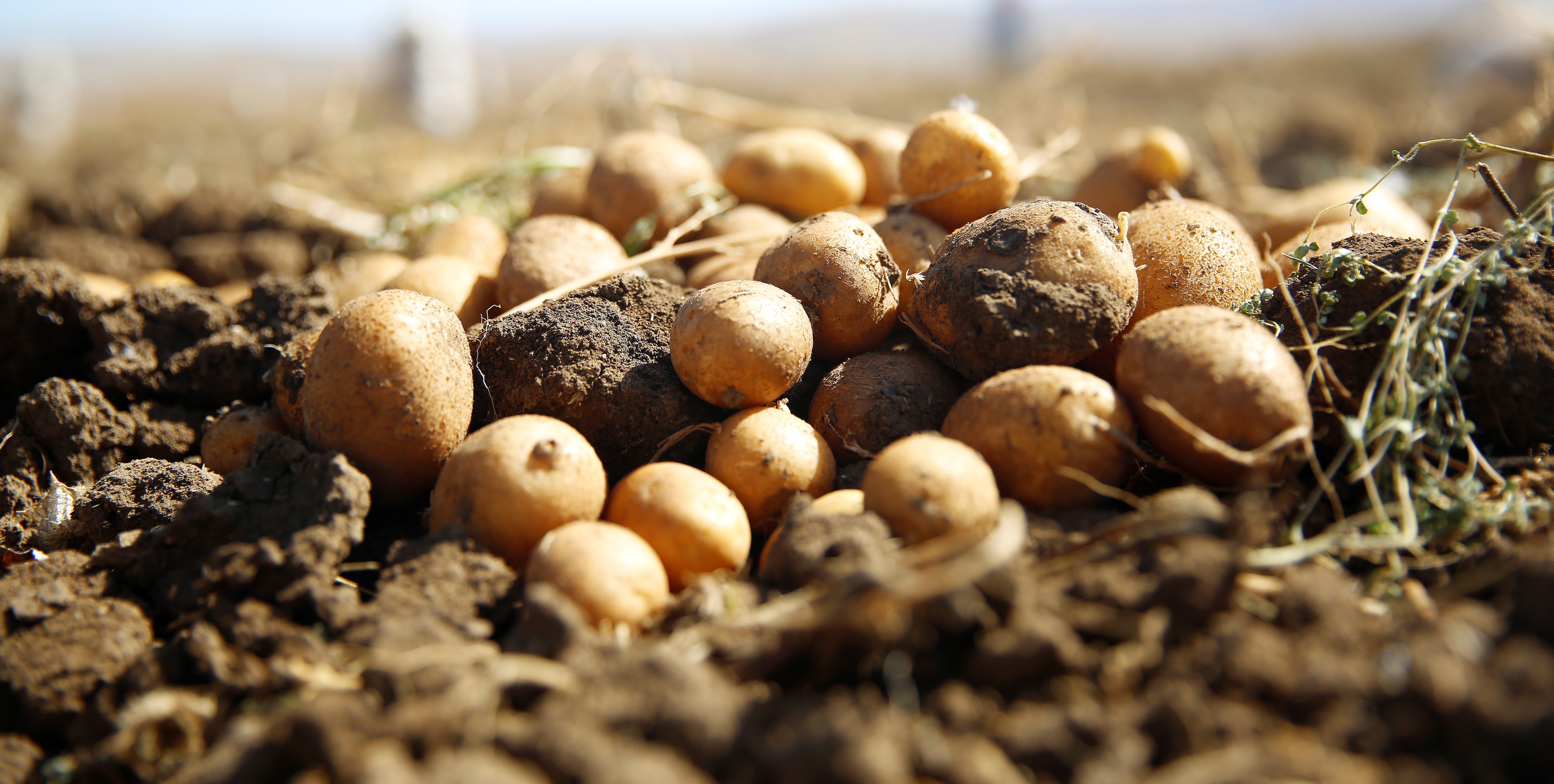 Faydalı böcek yetiştiriciliği için ekilen patatesler hasat ediliyor