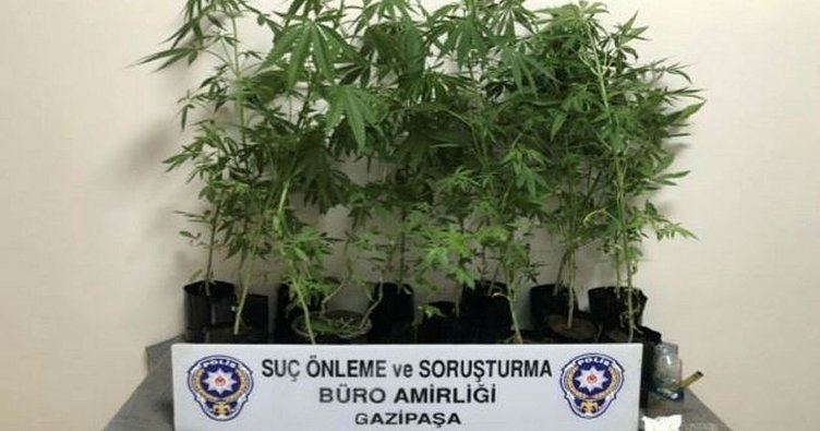 Gazipaşa'da 16 kök Hint keneviri ve 5 gram kenevir tohumu ele geçirdi