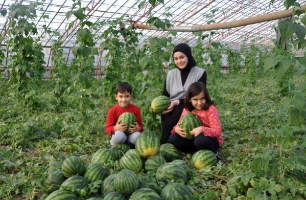 Gazipaşa'da dört mevsim karpuz hasadı