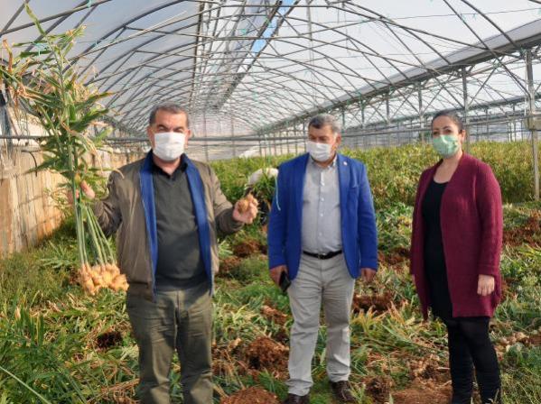 Gazipaşa'da üretilen yerli zencefil 70, zerdeçal 120 liraya satılıyor