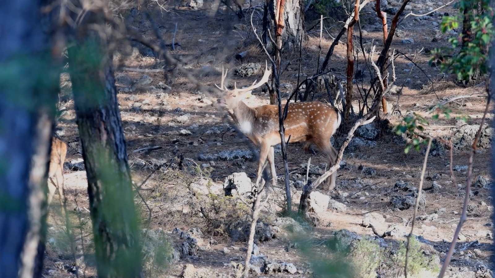 Genetiği bozulmamış tek saf alageyik ırkı Antalya'da