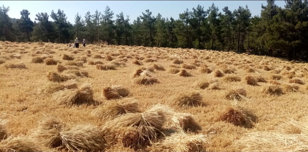 Gündoğmuş'ta Büyükşehir'in dağıttığı buğdaylar hasat edildi