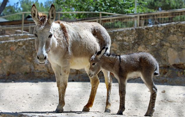  Hayvanat Bahçesi ailesi yeni doğumlarla zenginleşti