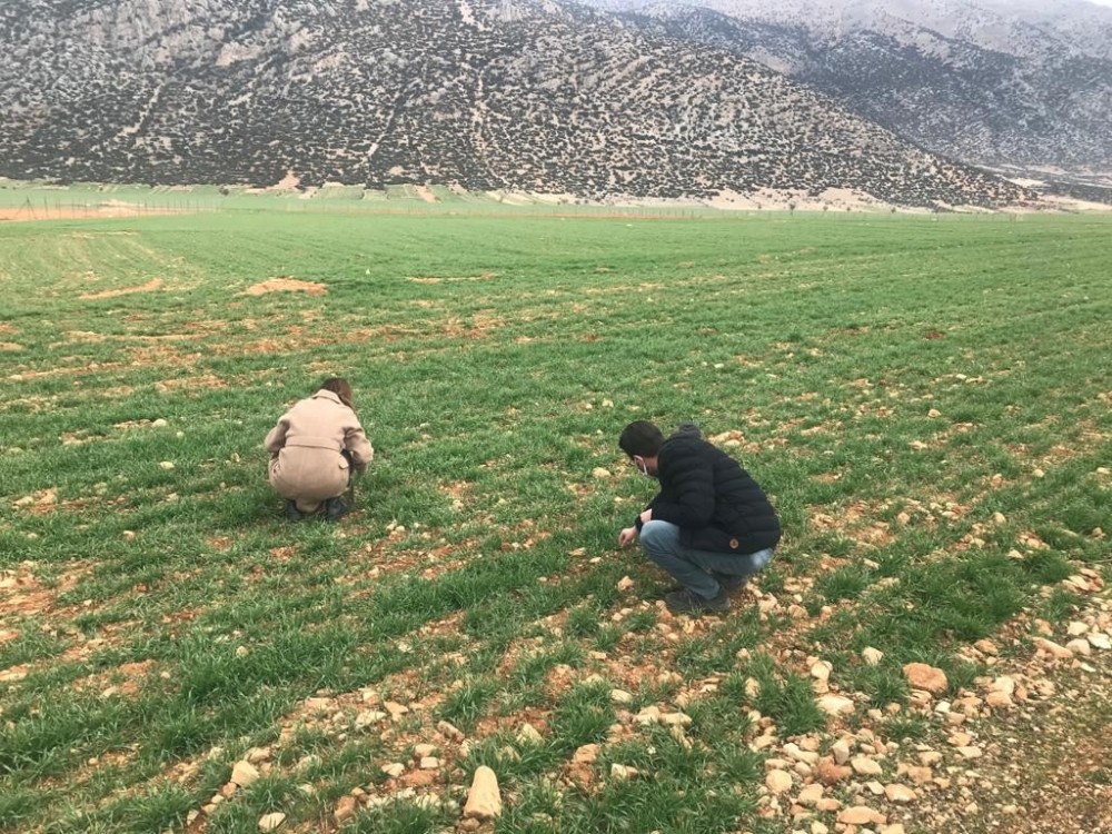 Hububat alanlarında hastalık takibi ve kuraklık incelemesi