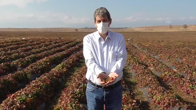 Hüyük'te organik çilek bu yıl üreticinin yüzünü güldürdü